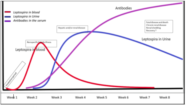 Diagnostic test showing leptospira in blood, in urine and in the serum.
