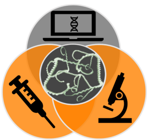 Leptospira, Research and Diagnostic Lab Graphic