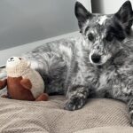 Black, gray and white speckled sheepdog laying down on dog bed with stuffed toy