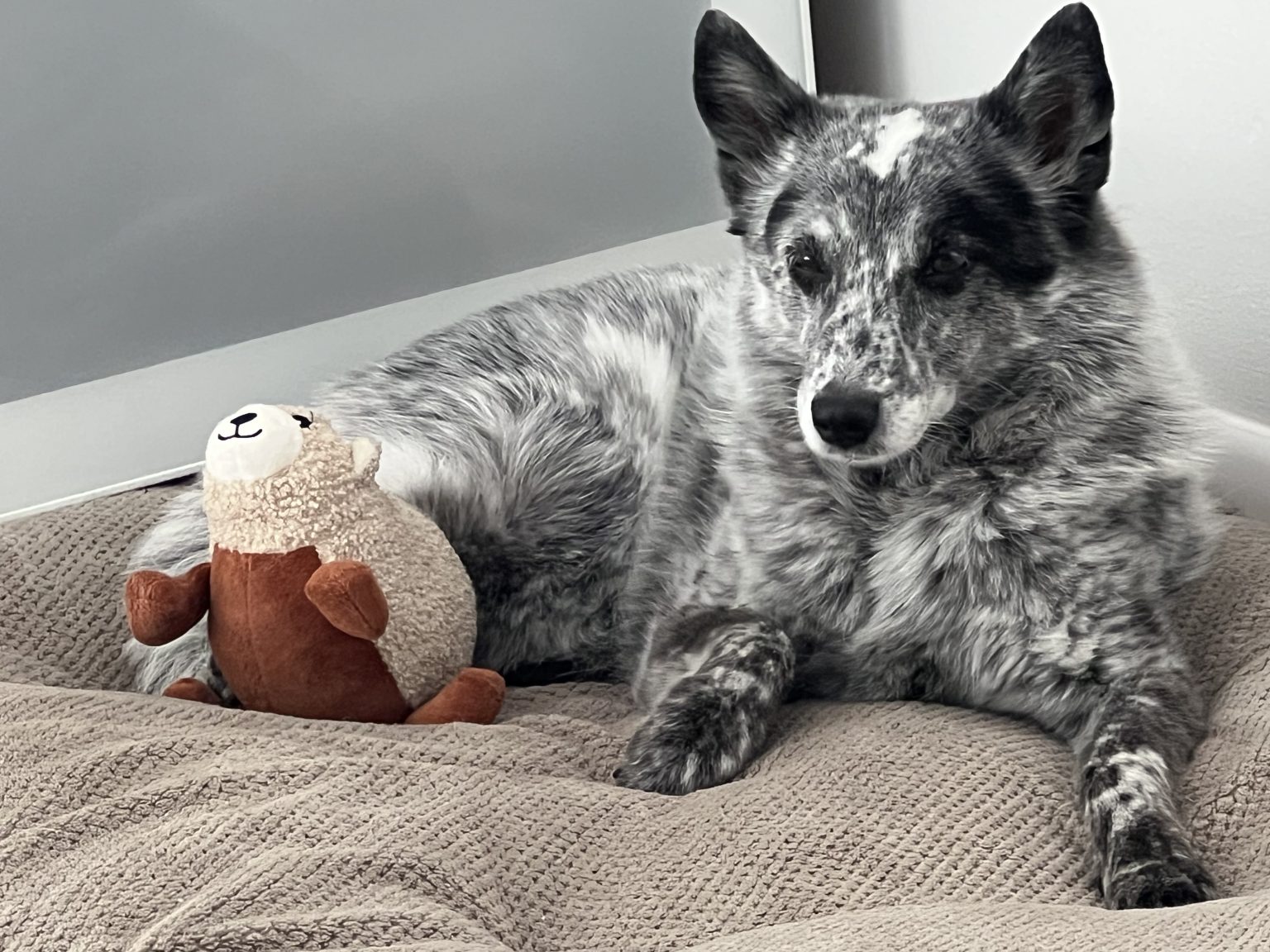 Black, gray and white speckled sheepdog laying down on dog bed with stuffed toy