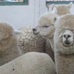 White alpacas looking at the camera