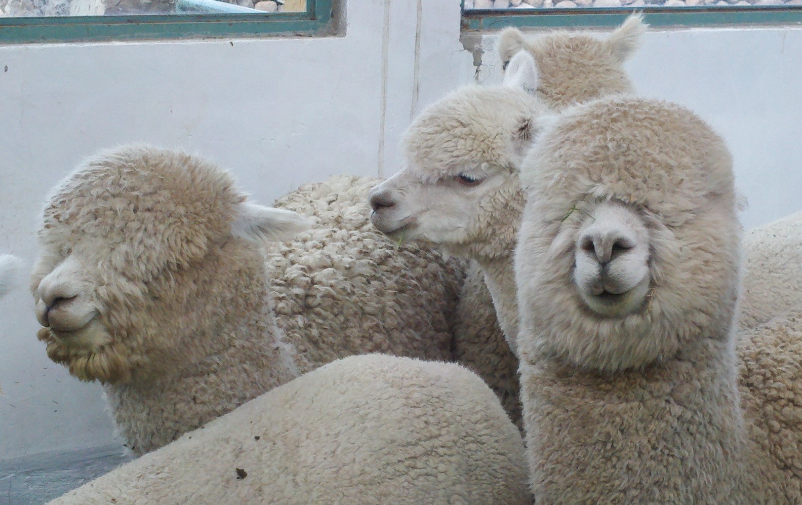 White alpacas looking at the camera