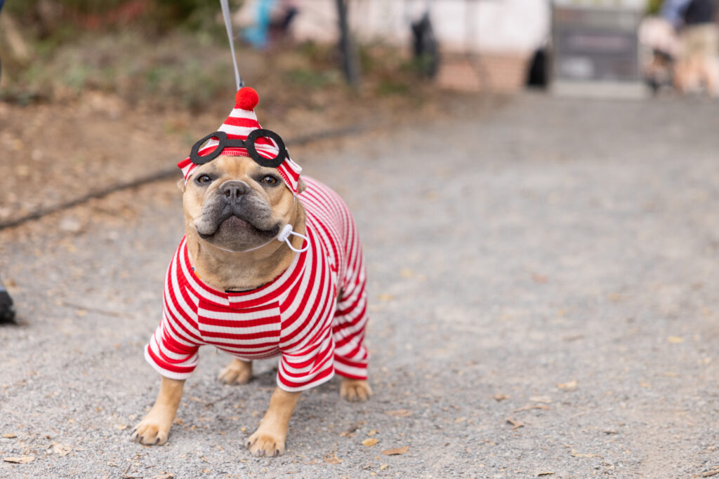 A small breed dog is dressed in a red and white stripe Where's Waldo costume.
