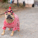 A small breed dog is dressed in a red and white stripe Where's Waldo costume.