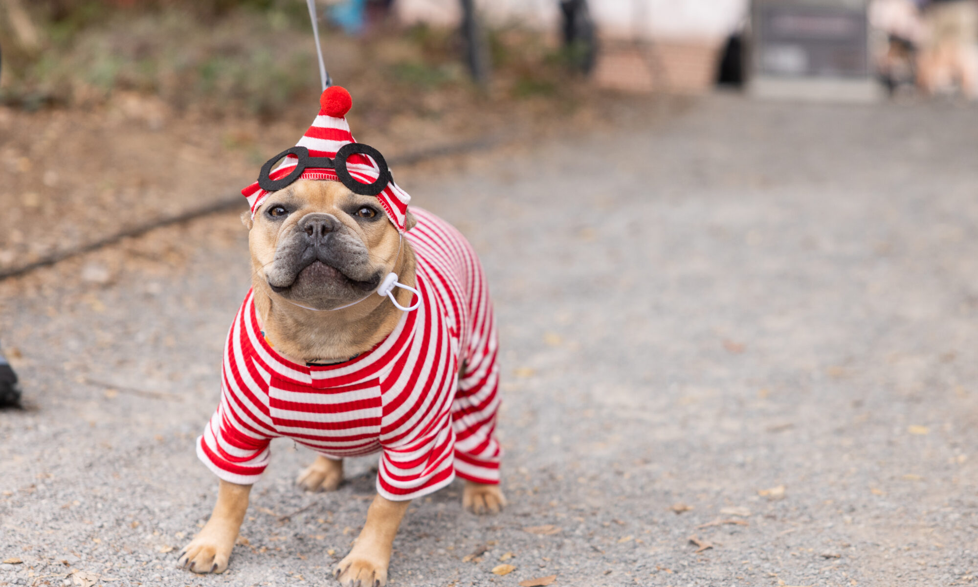 A small breed dog is dressed in a red and white stripe Where's Waldo costume.