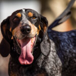Smokey X, a Bluetick Coonhound, looks at the camea during the game between the Georgia State Panthers and the Tennessee Volunteers in Neyland Stadium on August 31, 2019. Photo by Steven Bridges/University of Tennessee
