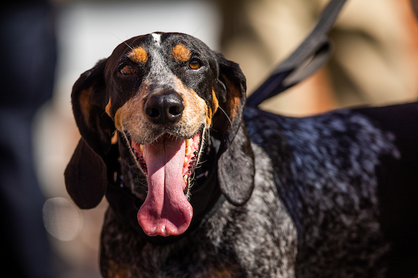 Smokey X, a Bluetick Coonhound, looks at the camea during the game between the Georgia State Panthers and the Tennessee Volunteers in Neyland Stadium on August 31, 2019. Photo by Steven Bridges/University of Tennessee