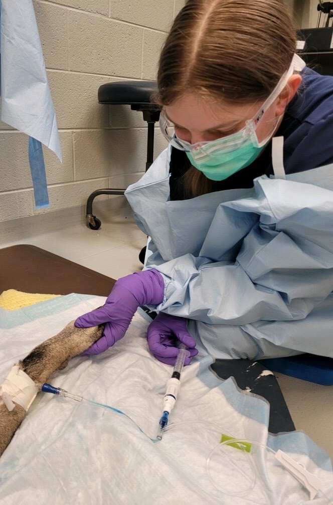 SACS Veterinary Technician Internship College of Veterinary Medicine