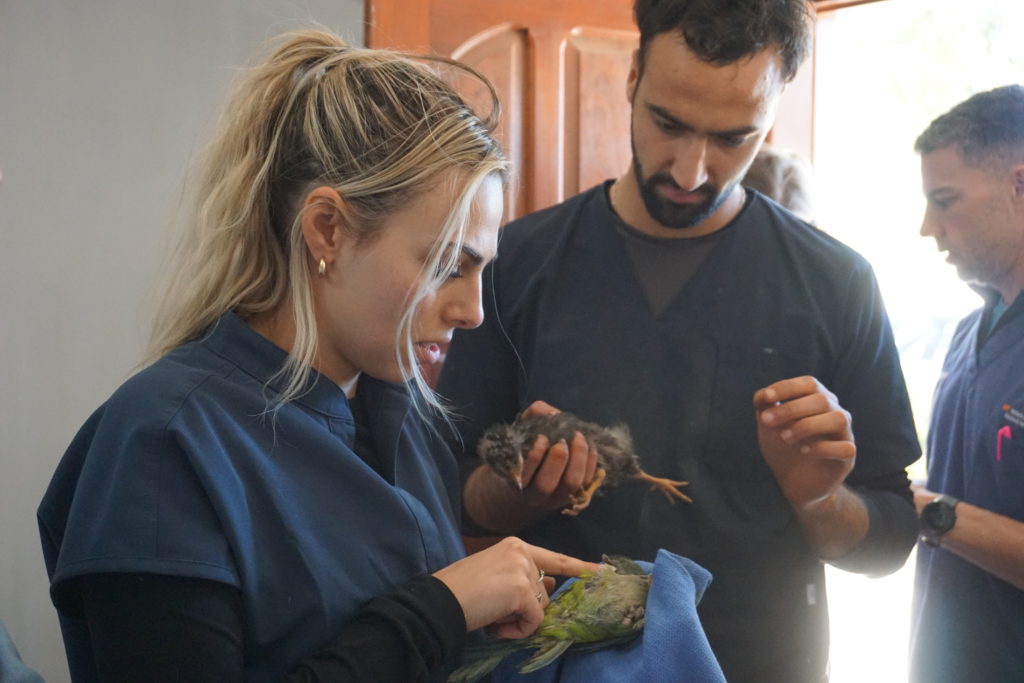 Vet student holding a bird in Argentina