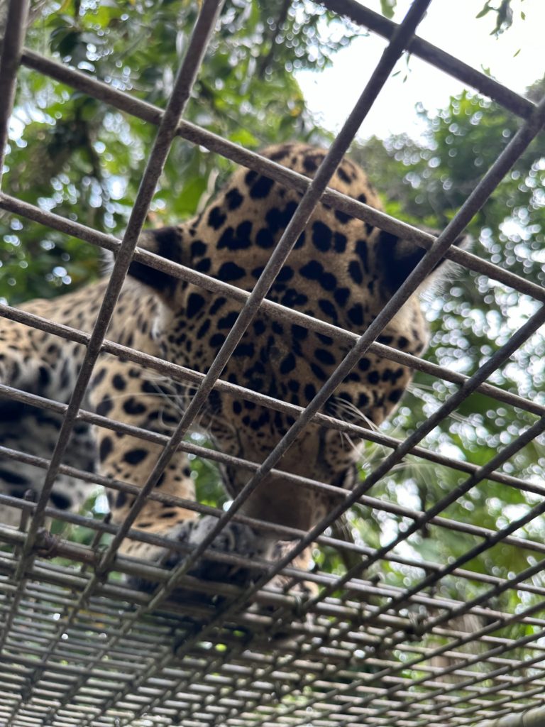 A Jaguar in Belize
