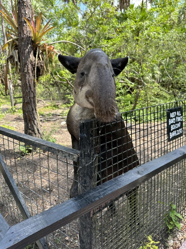 Zoo animal in Belize.