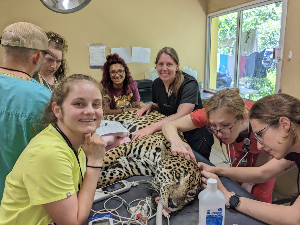 Vet Students working at the zoo in Belize.