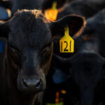 Angus cattle at sunrise at the UT AgResearch and Education Center, Blount Unit on June 04, 2026. Photo by Raffe Lazarian / UTIA