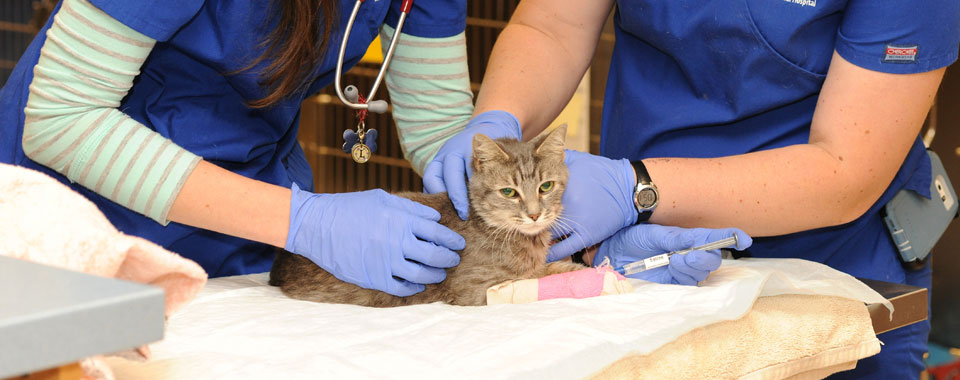 Cat in clinical trials study