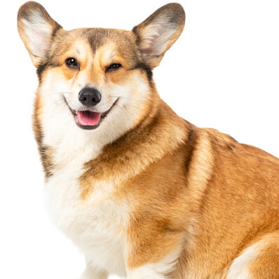 stock image of a dog 