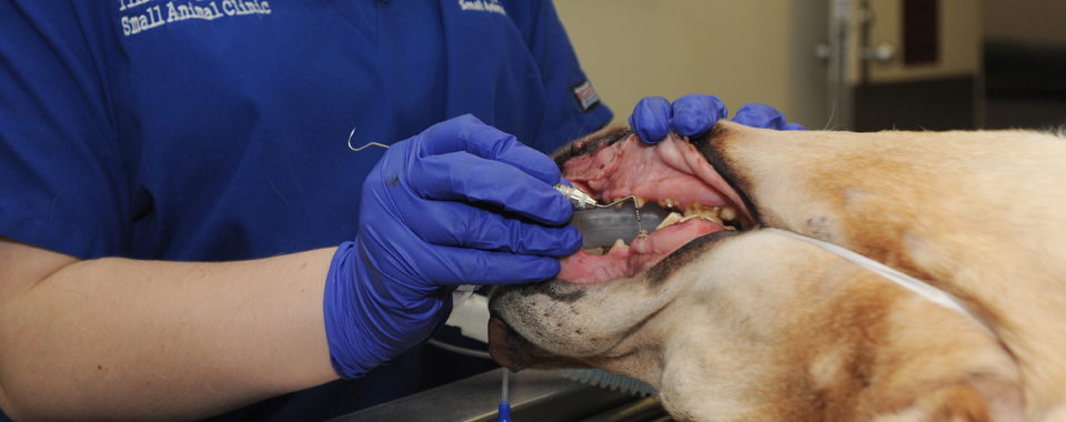 Examining a canine's teeth