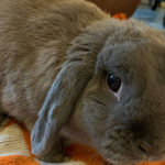 Domesticated gray rabbit sitting on an orange and white blanket