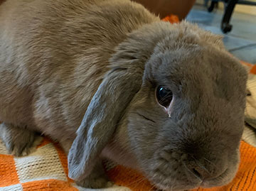 Domesticated gray rabbit sitting on an orange and white blanket
