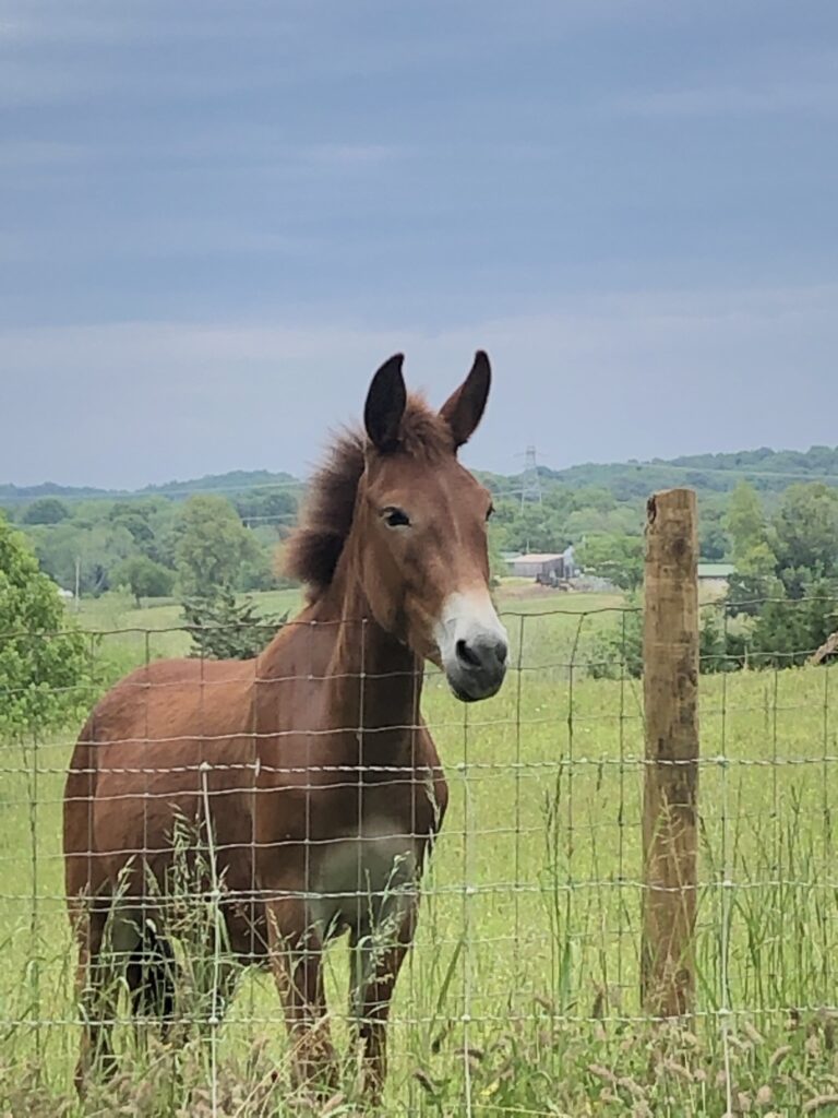 A brown and beige equid looks over a fence while standing in a green field with mountains in the distance.