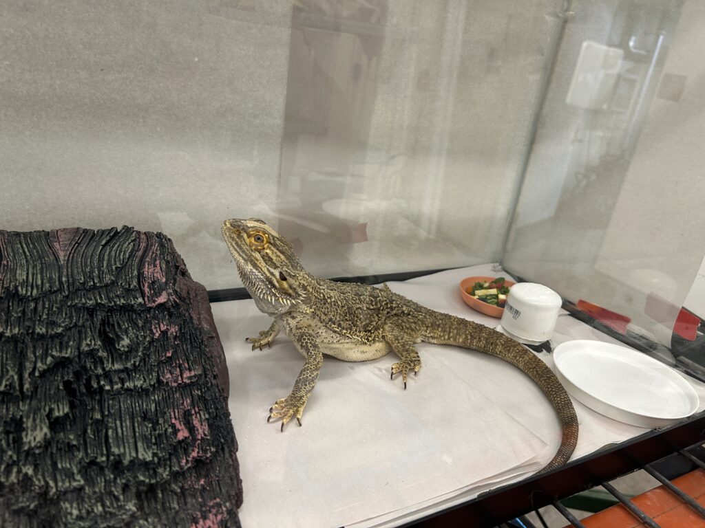 A beared dragon looks at at a hollowed out log