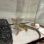 A beared dragon looks at at a hollowed out log