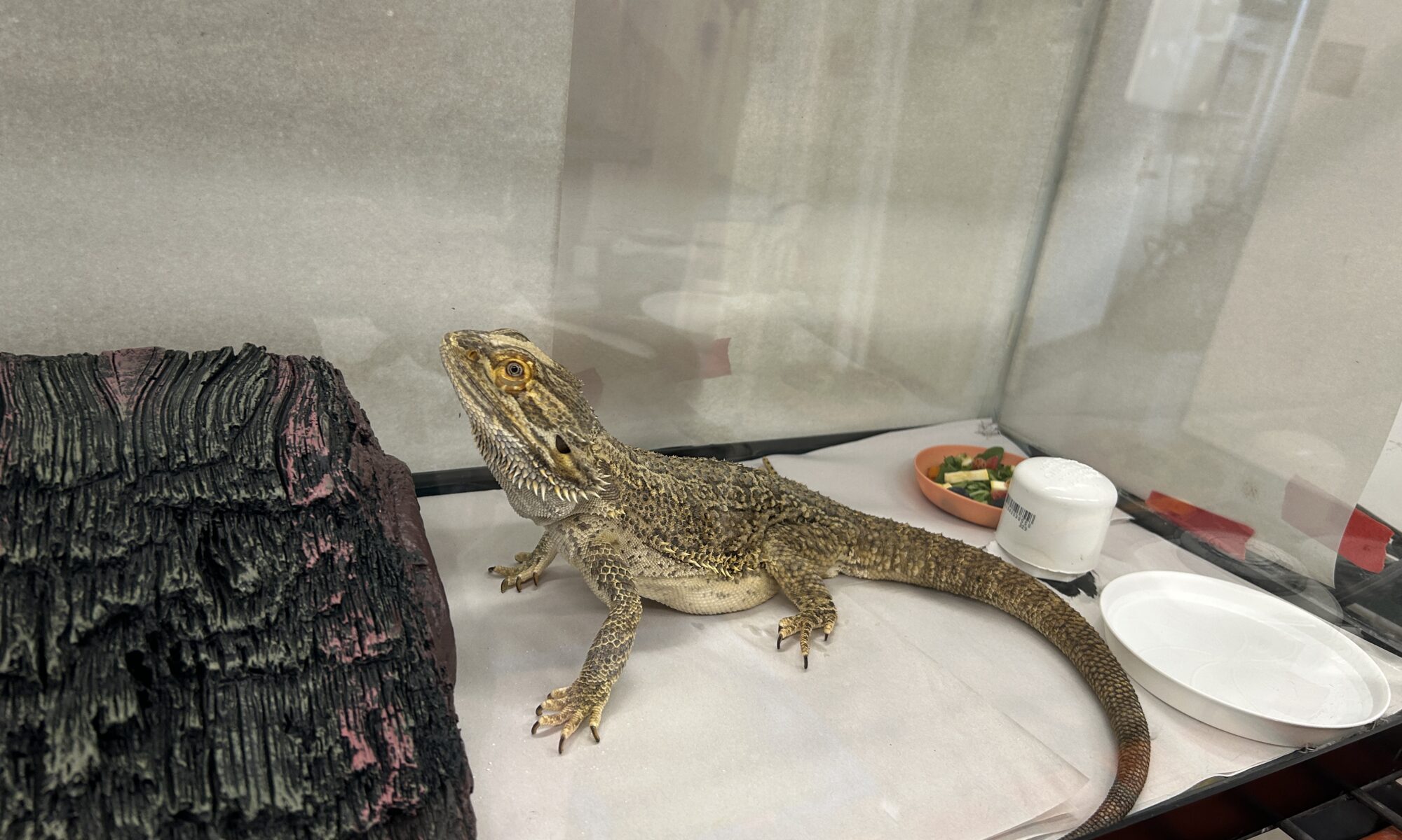 A beared dragon looks at at a hollowed out log