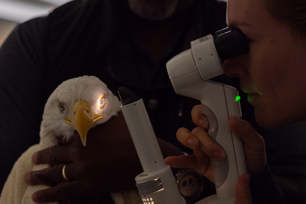 Challenger the bald eagle looks at camera during an eye exam