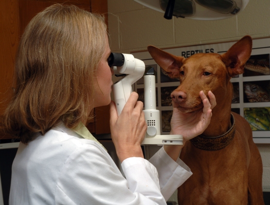 A female veterinarian in a white lab coat is performing an ophthalmology exam on a brown dog.