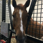 A brown horse head with a white stripe down its face