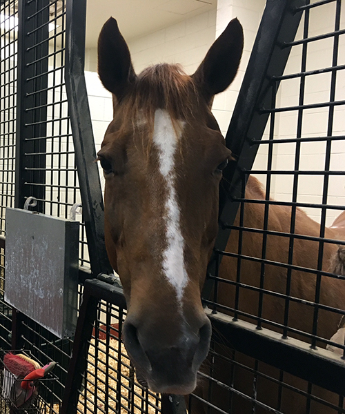 A brown horse head with a white stripe down its face