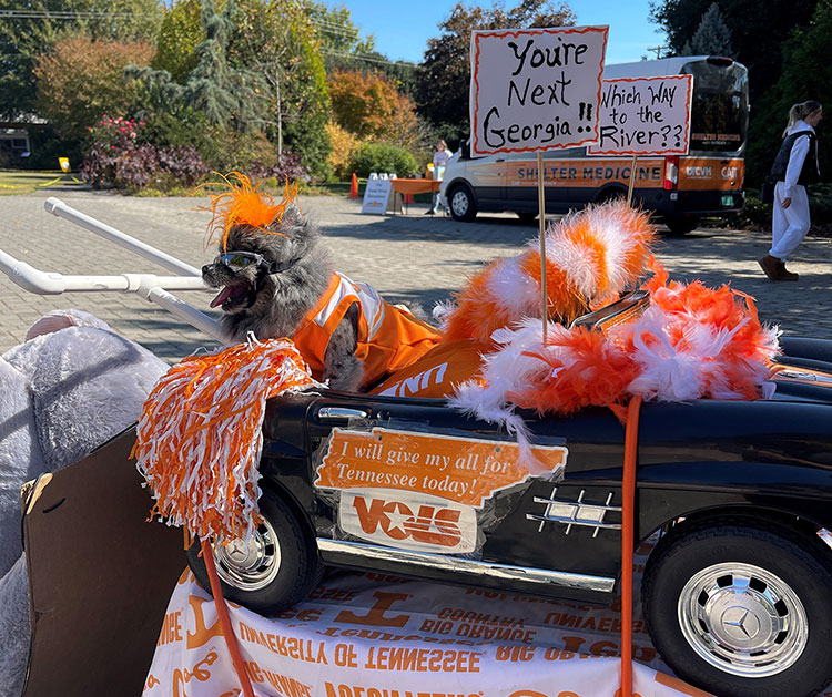 Small dog dressed as a Volunteer fan in a small car with orange and white pom poms