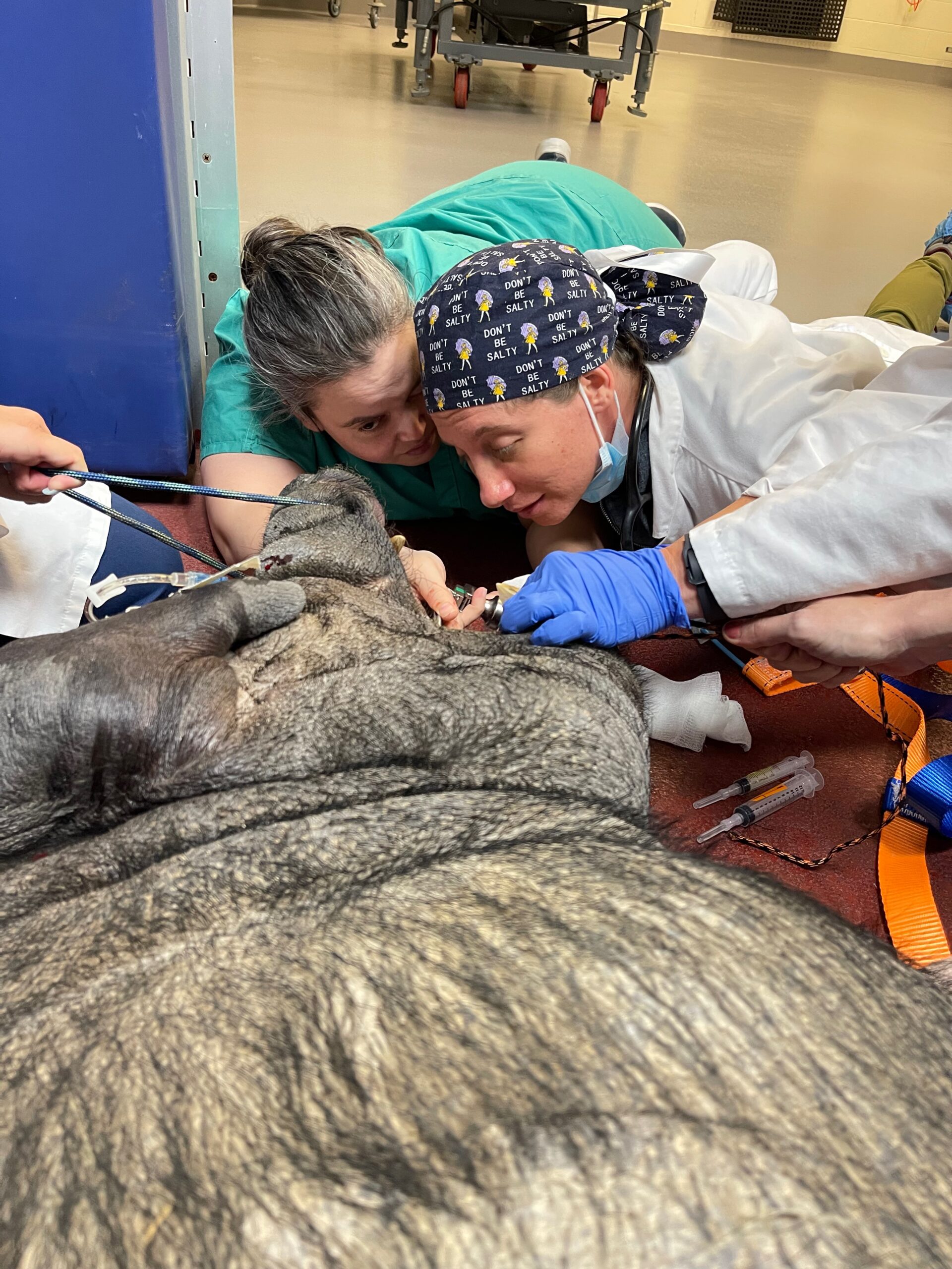 LACS Veterinary Technician Internship College of Veterinary Medicine