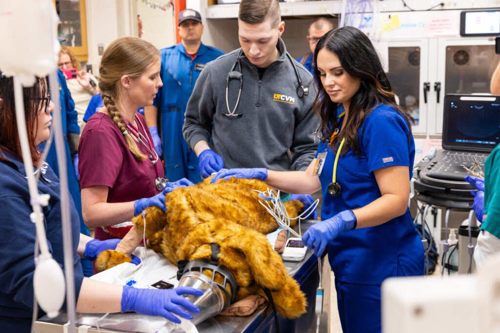 Veterinarians and veterinary technicians work on the brown model dog patient in the ICU as flight members look on