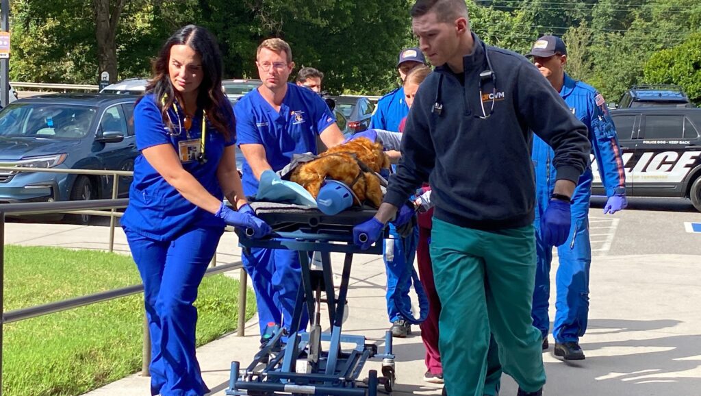 veterinary medical professionals dress in blue scrubs wheel the gurney into the veterinary medical center as flight crew follows