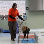 Student in orange shirt walks a working dog over poles