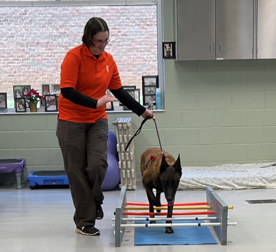 Student in orange shirt walks a working dog over poles