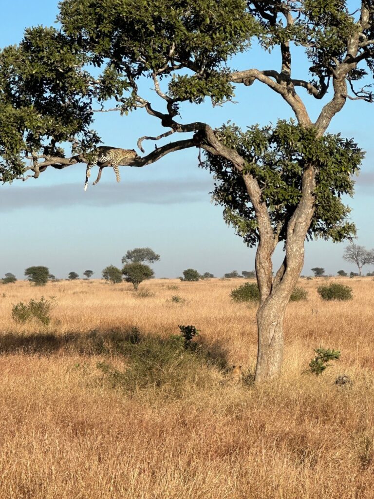 Leopard in a tree at the wildlife center