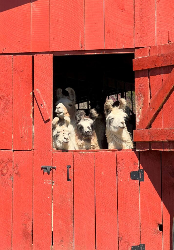 Llamas peer out of a red barn door