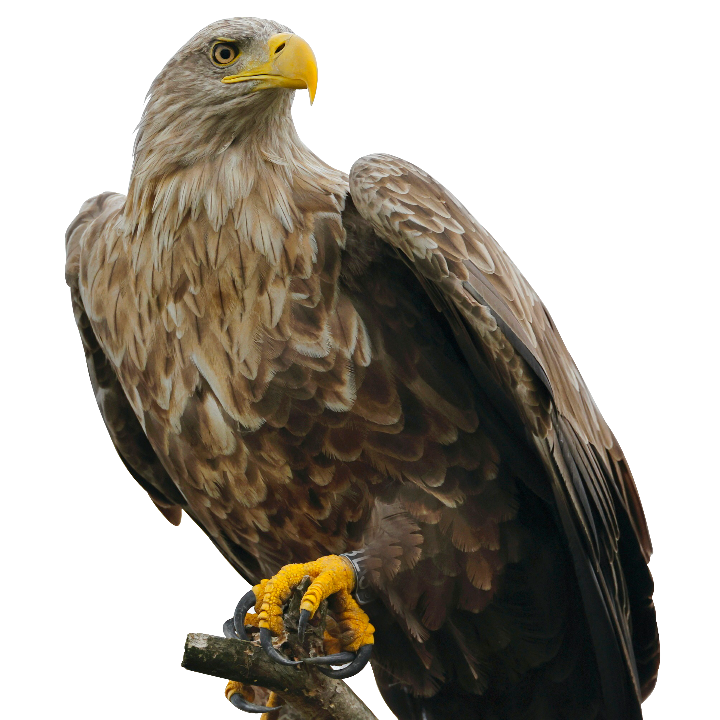 Bald Eagle on a perch 
