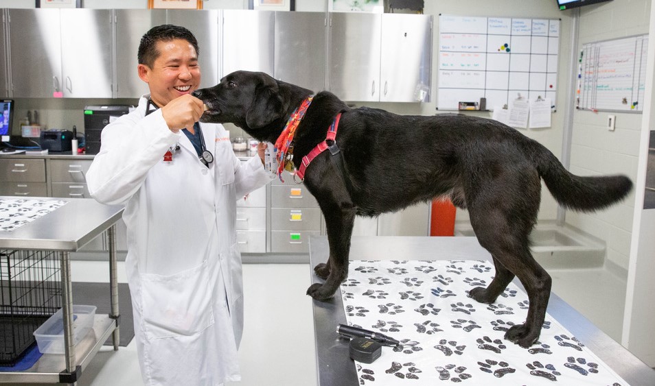 Dr. Zenithson Ng, wearing a white lab coat, examines a black Labrador on a table in the veterinary clinic.