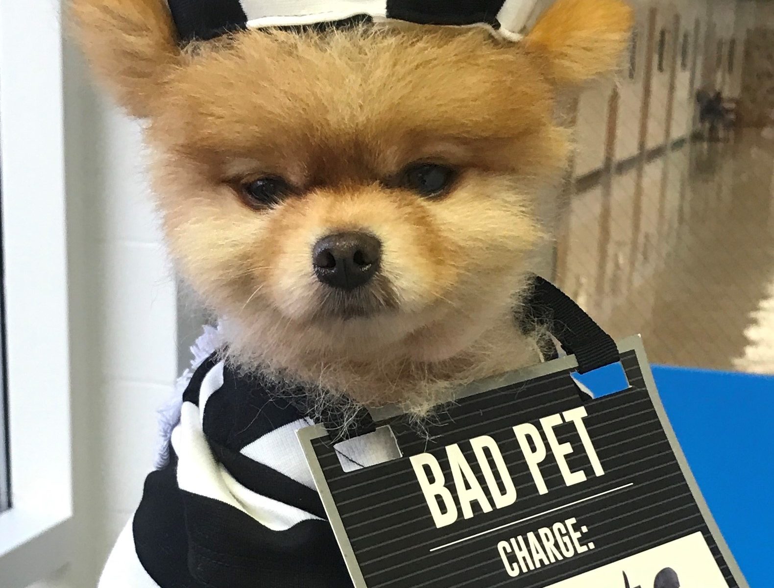 Notty, a yellow dog dressed as a prison inmate