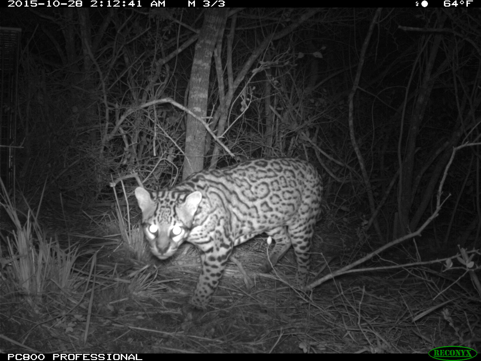 Deceased Wild Ocelot With a Chance to Be a Father in the Future ...