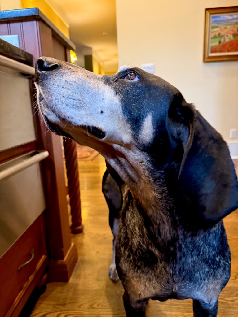 Smokey X, a bluetick coonhound, looks up at a kitchen counter over the thanksgiving holiday