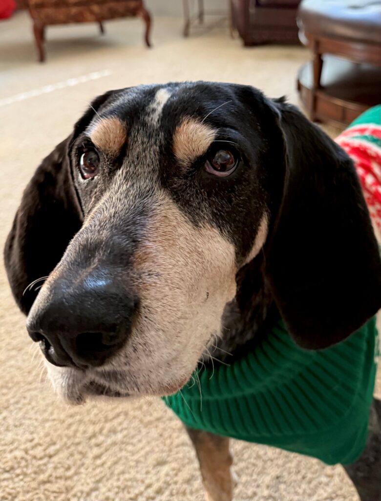 Smokey X, a bluetick coonhound, looks at the camera wearing a green, red, and white holiday sweater