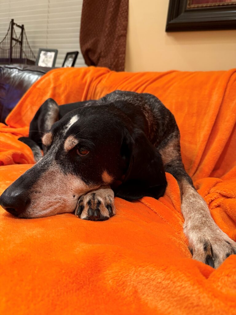 Smokey X, a Bluetick Coonhound, rests on a couch with an orange blanket