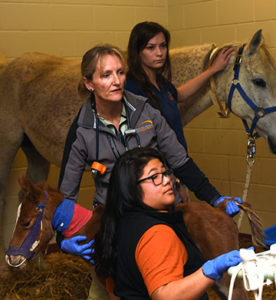 Dr. Sommardahl (center) and a medical resident and veterinary student ultrasound a brown foal while the mare stands in the background.