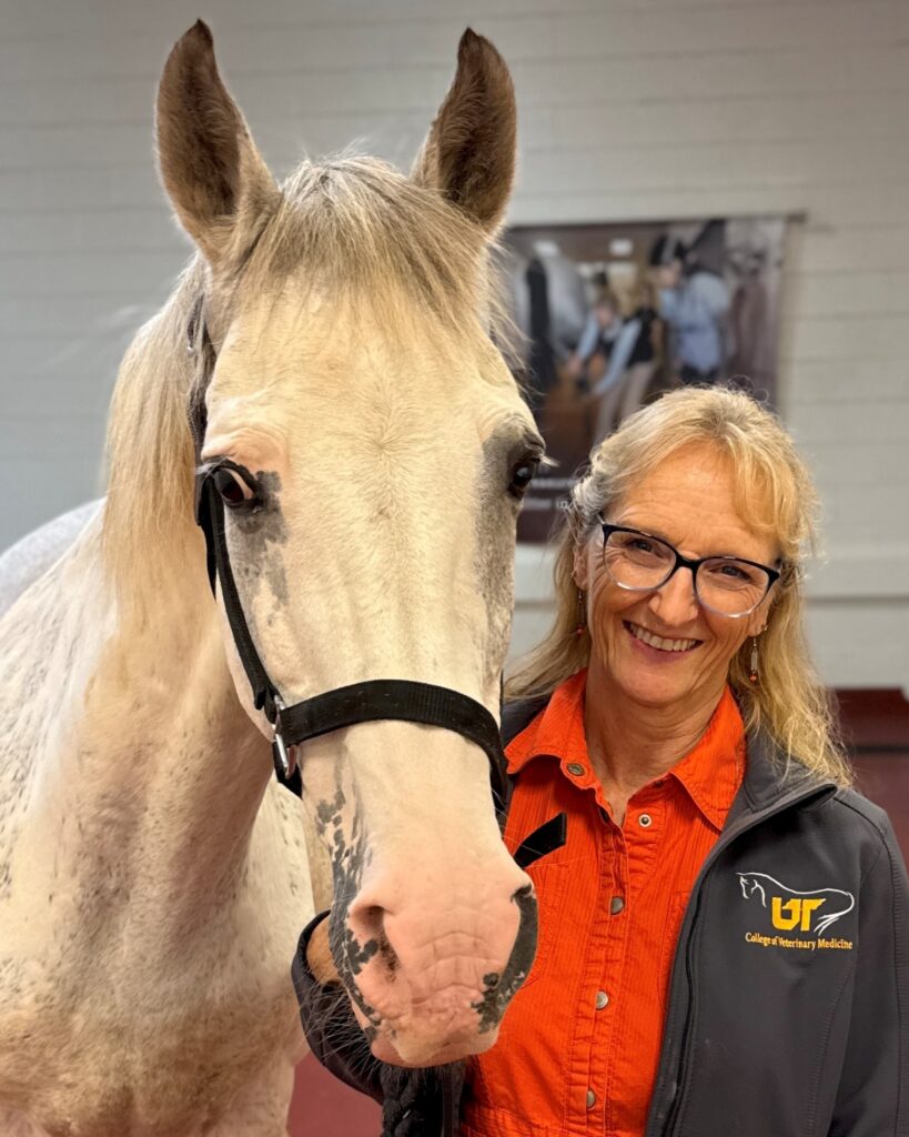Dr. Carla Sommardahl poses with a gray horse in the Equine Hospital at the University of Tennessee College of Veterinary Medicine