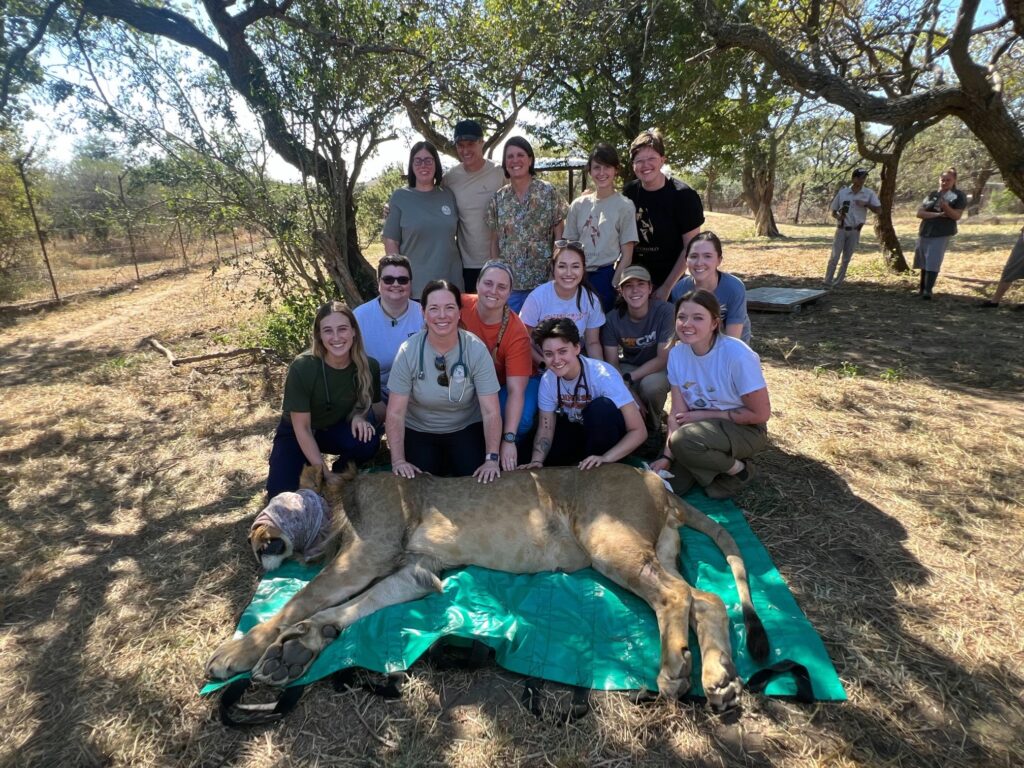 Student group posing for a picture with a sedated lion in front of them.