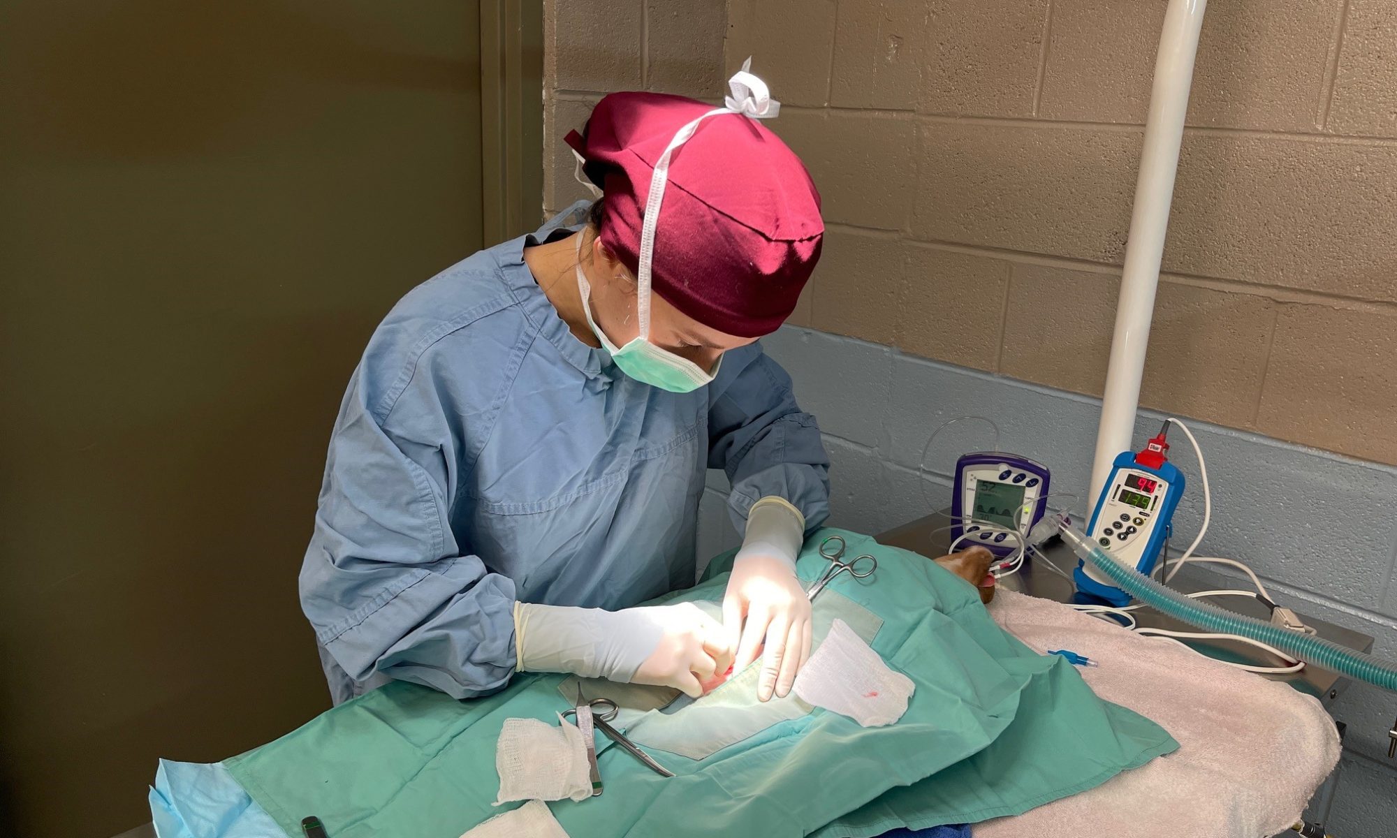 A veterinary student in scrub cap and gown spays a puppy