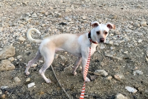 Blonde and yellow short hair dog on a rocky lakeshore with orange and white stripe leash